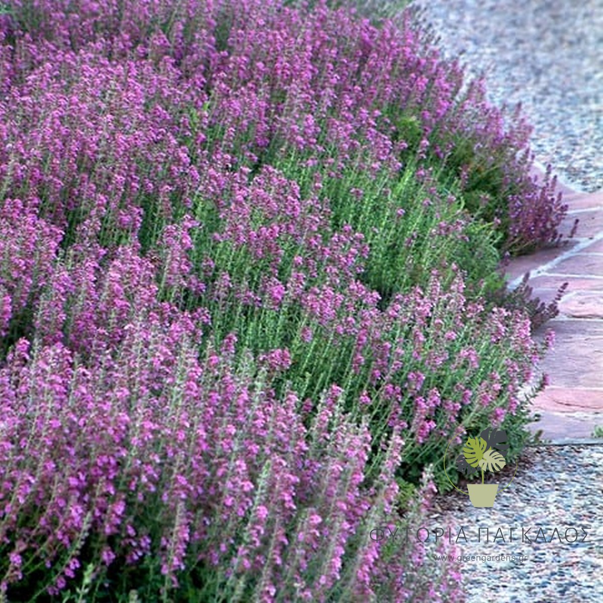 ΤΕΥΚΡΙΟ (Teucrium chamaedrys) Κλασικό Φυτό για Μπορντούρες - 1